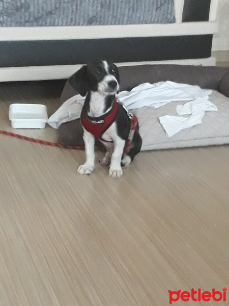 Jack Russell Terrier, Köpek  murphy fotoğrafı