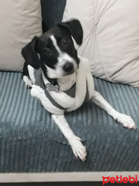 Jack Russell Terrier, Köpek  murphy fotoğrafı