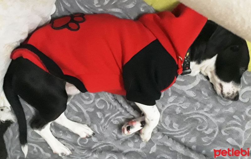 Jack Russell Terrier, Köpek  murphy fotoğrafı