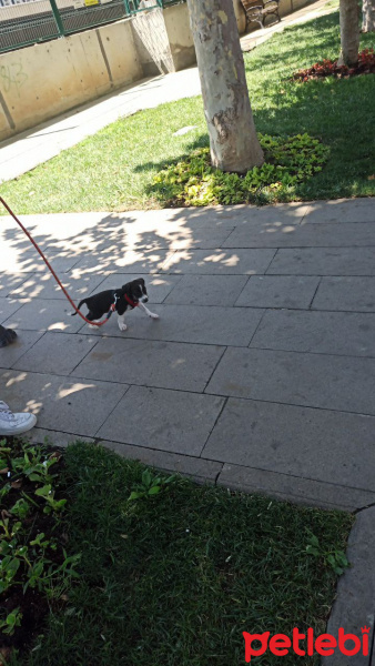 Jack Russell Terrier, Köpek  murphy fotoğrafı