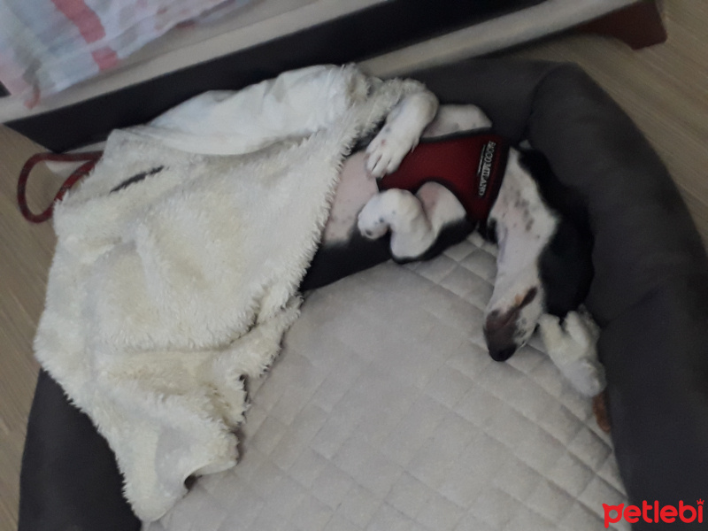 Jack Russell Terrier, Köpek  murphy fotoğrafı