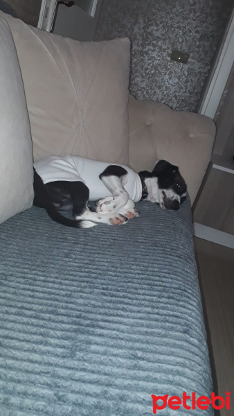 Jack Russell Terrier, Köpek  murphy fotoğrafı