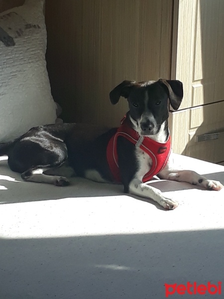 Jack Russell Terrier, Köpek  murphy fotoğrafı