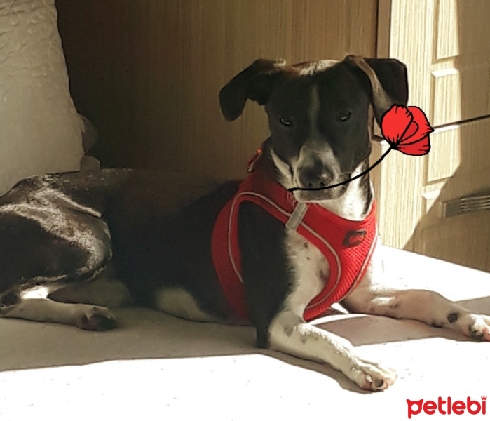 Jack Russell Terrier, Köpek  murphy fotoğrafı