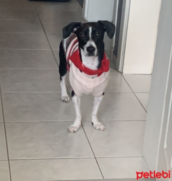 Jack Russell Terrier, Köpek  murphy fotoğrafı