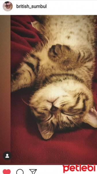 British Shorthair, Kedi  SÜMBÜL fotoğrafı