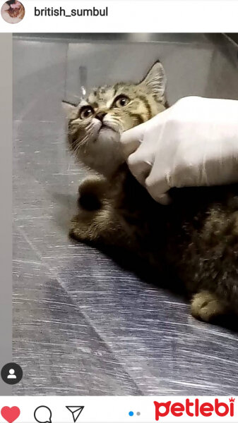 British Shorthair, Kedi  SÜMBÜL fotoğrafı