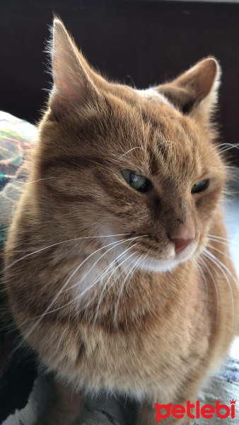 Tekir Kedi, Kedi  Tarçın fotoğrafı