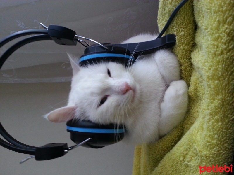 Van Kedisi, Kedi  minnoş fotoğrafı
