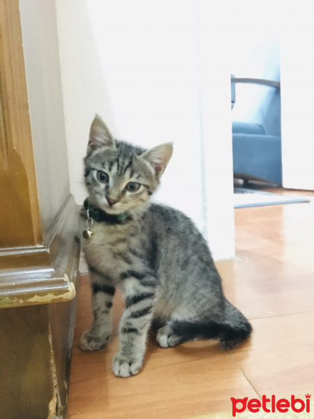 Tekir Kedi, Kedi  Lahmacun fotoğrafı