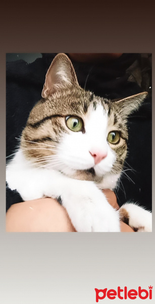 Abyssinian, Kedi  Tacettin fotoğrafı