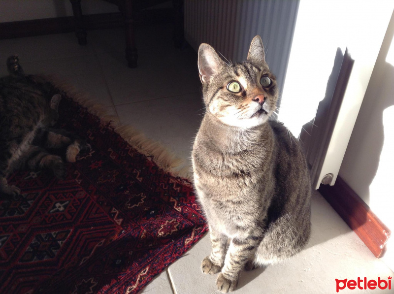 Tekir Kedi, Kedi  Susam fotoğrafı
