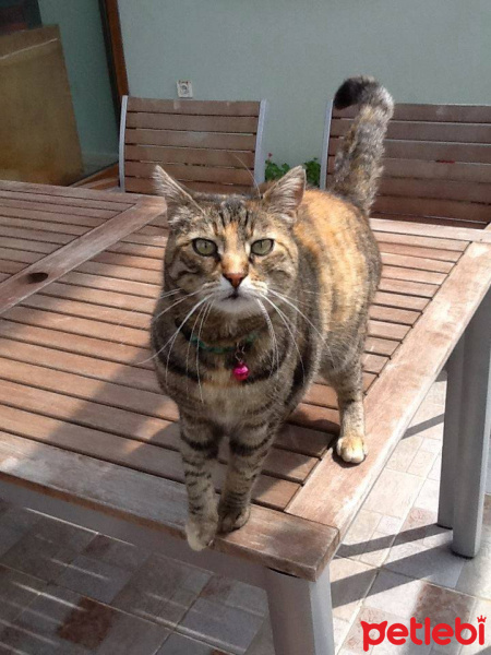 Tekir Kedi, Kedi  Susam fotoğrafı