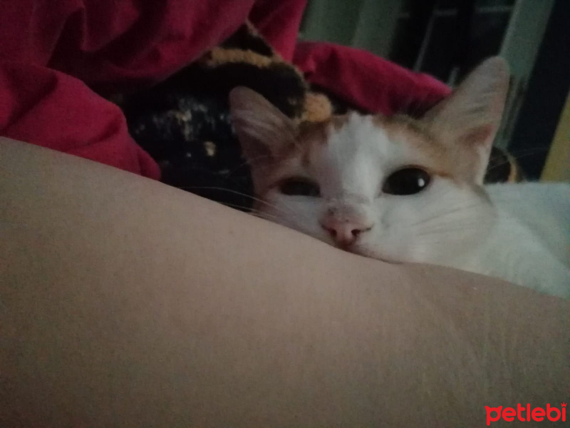 Tekir Kedi, Kedi  Daisy fotoğrafı