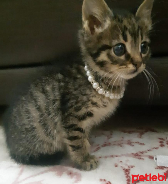 Tekir Kedi, Kedi  Fındık fotoğrafı