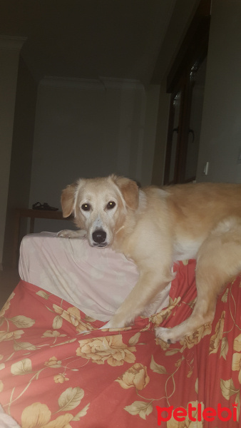 Golden Retriever, Köpek  tosbik fotoğrafı