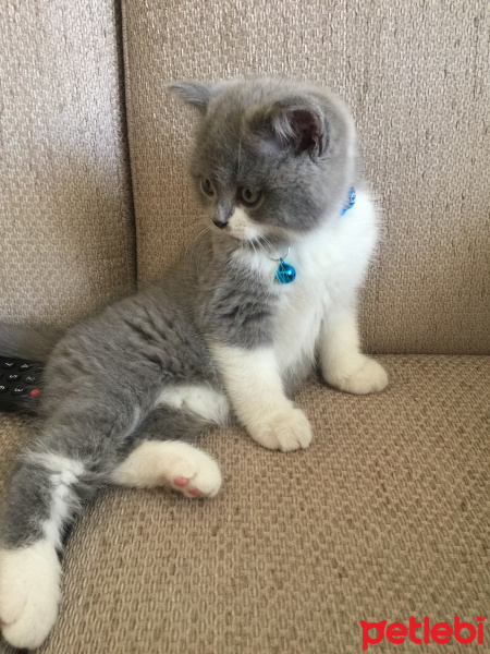 Scottish Fold, Kedi  Paşa fotoğrafı