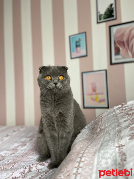 Scottish Fold, Kedi  Misha fotoğrafı