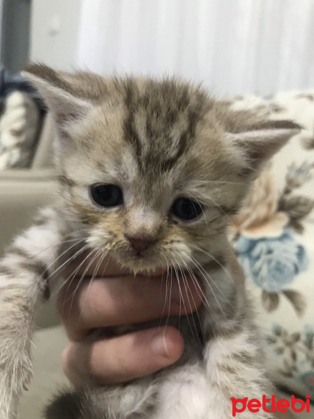 British Shorthair, Kedi  sarışın fotoğrafı