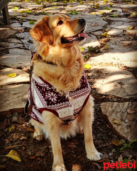 Golden Retriever, Köpek  Hera fotoğrafı