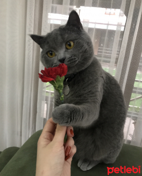 British Shorthair, Kedi  Murtaza fotoğrafı