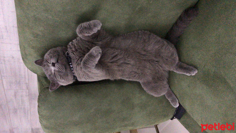 British Shorthair, Kedi  Murtaza fotoğrafı