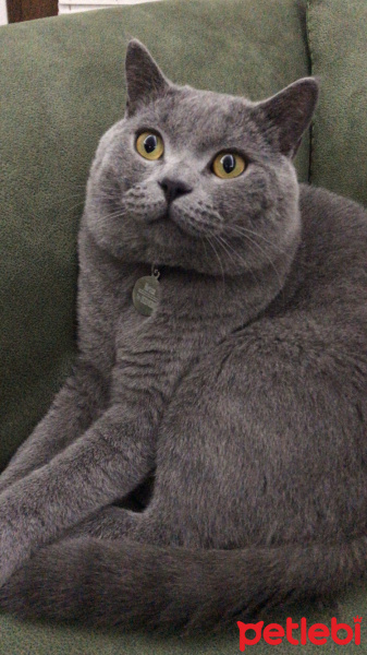 British Shorthair, Kedi  Murtaza fotoğrafı