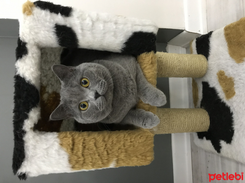 British Shorthair, Kedi  Murtaza fotoğrafı