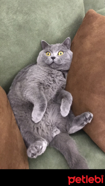 British Shorthair, Kedi  Murtaza fotoğrafı