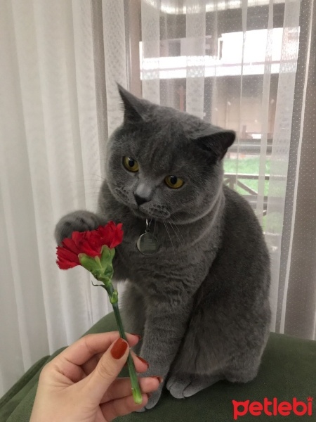 British Shorthair, Kedi  Murtaza fotoğrafı