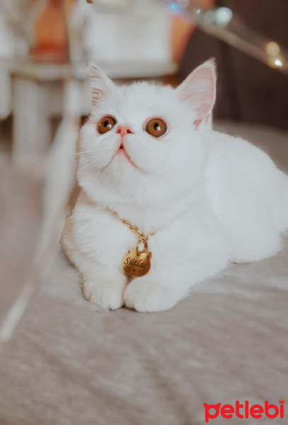 Exotic Shorthair, Kedi  Sütlaç fotoğrafı
