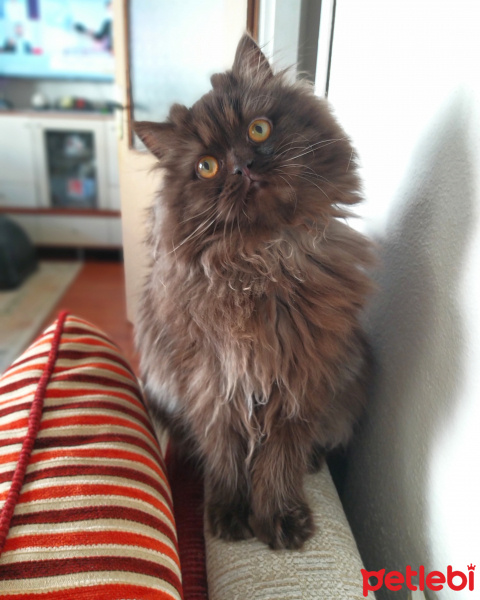 İran Kedisi (Persian), Kedi  Mutlu fotoğrafı