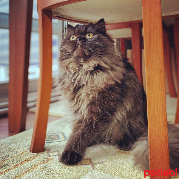 İran Kedisi (Persian), Kedi  Mutlu fotoğrafı