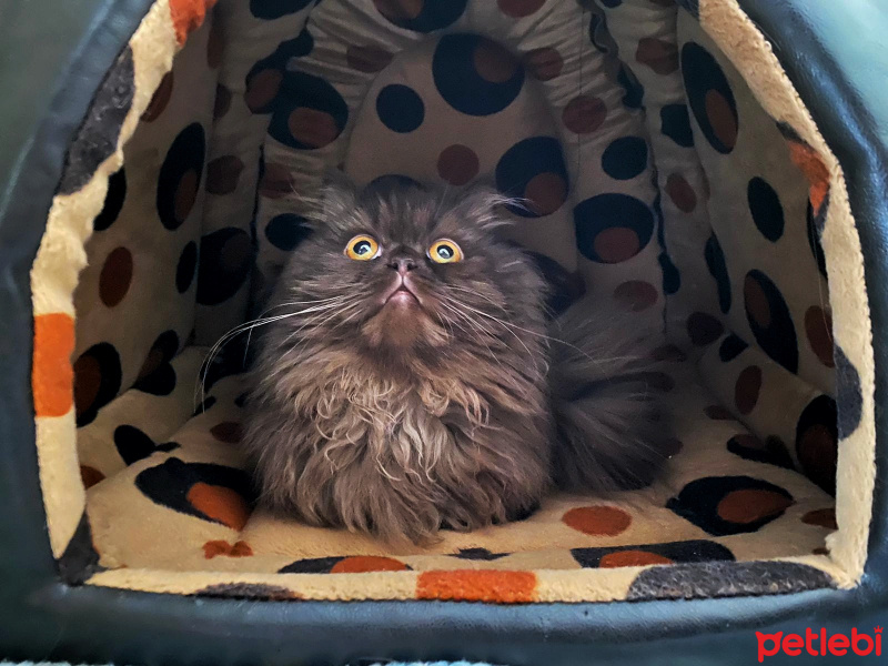 İran Kedisi (Persian), Kedi  Mutlu fotoğrafı