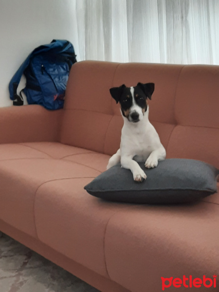 Jack Russell Terrier, Köpek  Nina fotoğrafı