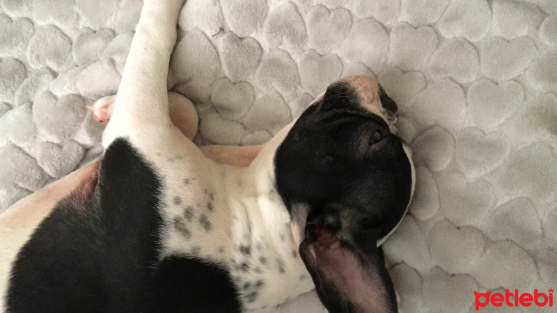 Fransız Bulldog, Köpek  Lily fotoğrafı