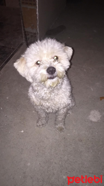 Poodle(Standart Kaniş), Köpek  Bihter fotoğrafı
