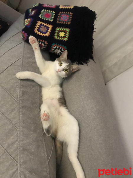 Tekir Kedi, Kedi  Lokum fotoğrafı