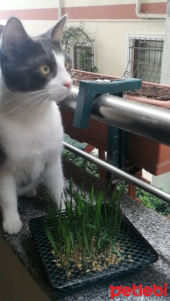 Tekir Kedi, Kedi  Mırmır fotoğrafı