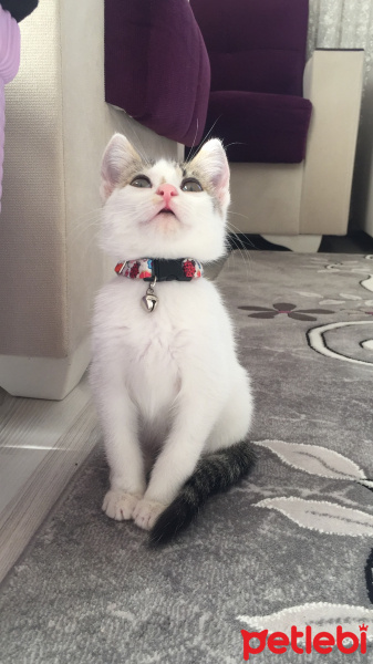 Tekir Kedi, Kedi  Çıtır fotoğrafı