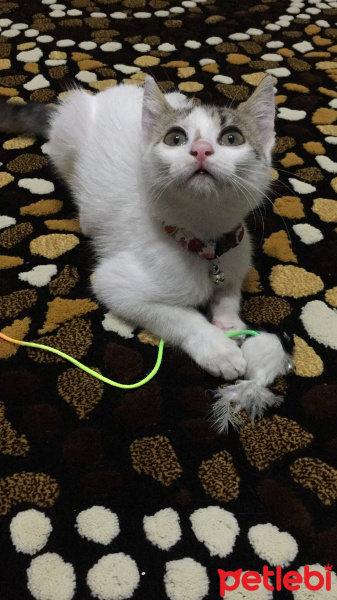 Tekir Kedi, Kedi  Çıtır fotoğrafı