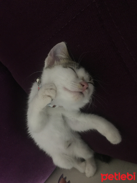 Tekir Kedi, Kedi  Çıtır fotoğrafı