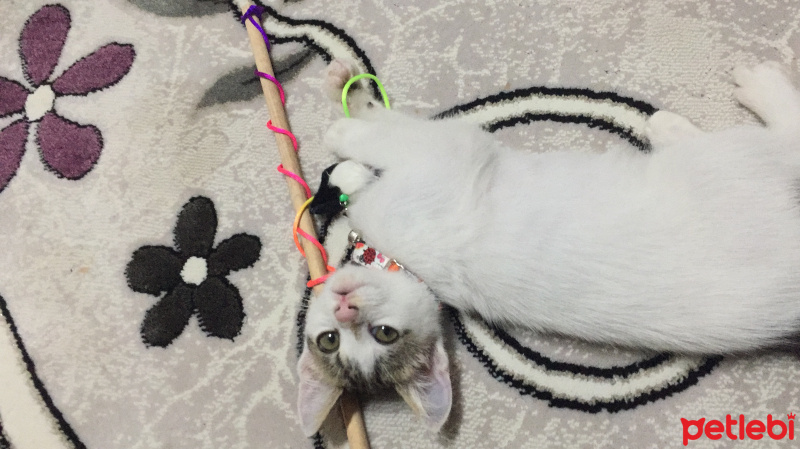 Tekir Kedi, Kedi  Çıtır fotoğrafı