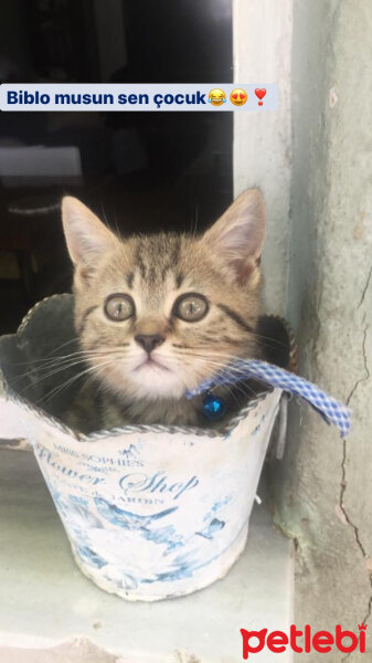 British Shorthair, Kedi  Dadu fotoğrafı