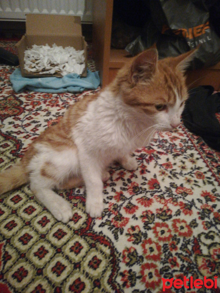 Sarman, Kedi  Konulmadı fotoğrafı