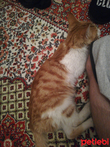 Sarman, Kedi  Konulmadı fotoğrafı