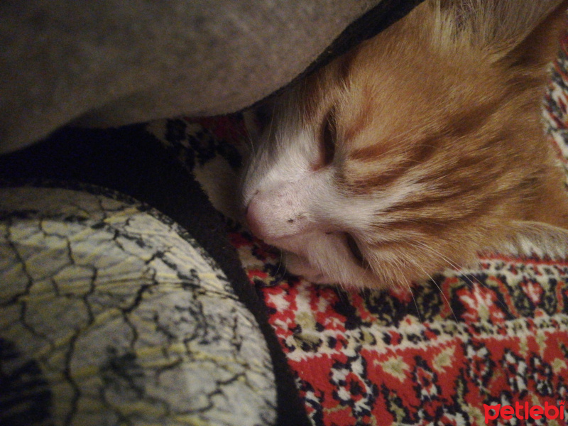 Sarman, Kedi  Konulmadı fotoğrafı