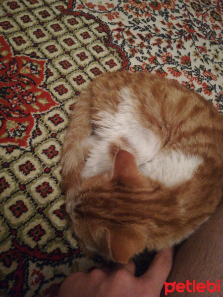 Sarman, Kedi  Konulmadı fotoğrafı