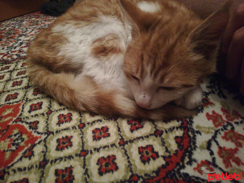 Sarman, Kedi  Konulmadı fotoğrafı