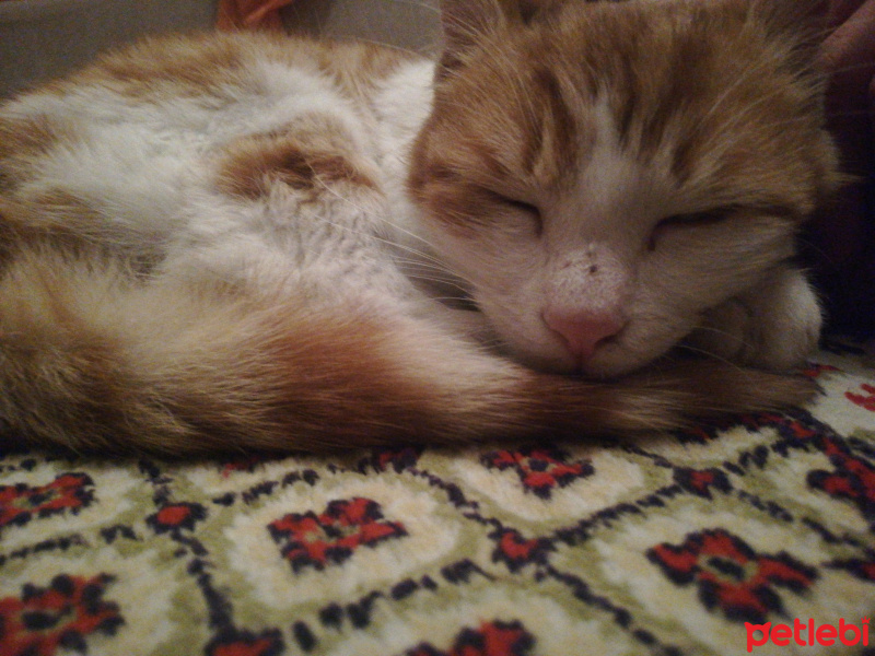 Sarman, Kedi  Konulmadı fotoğrafı